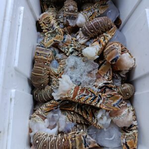 Fresh 1lb Caribbean Lobster Tail